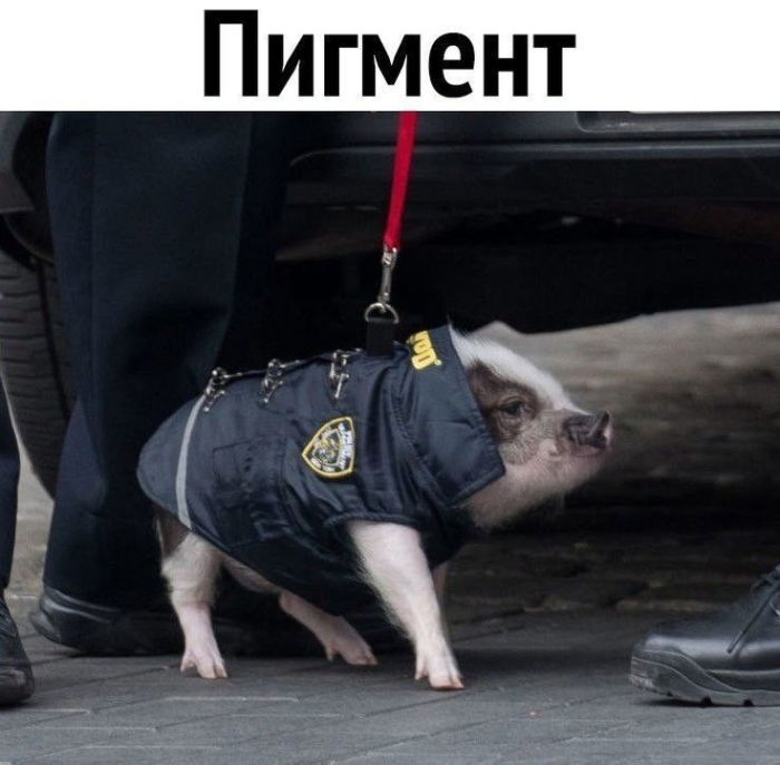 картинка 4b4d8fc609 1778736018