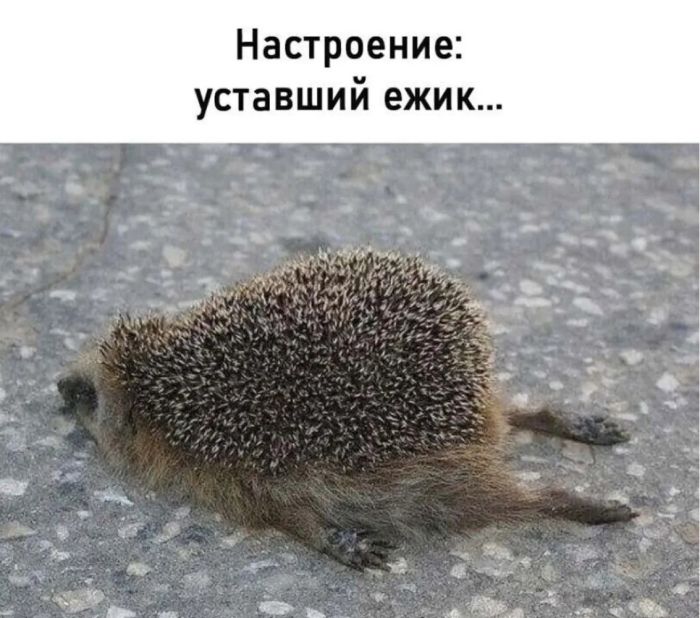 картинка 4c9eccc569 ura pjatnica zarjazhaemsja pozitivom s novoj porciej jumora 1