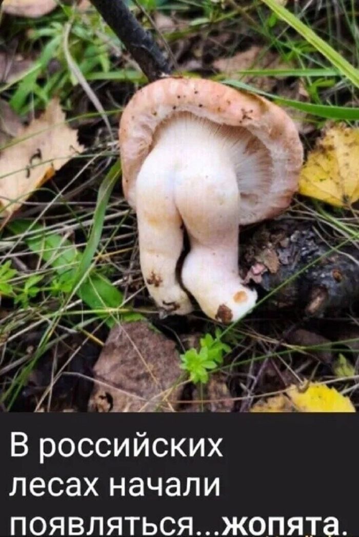 картинка 4d779b7819 ustali ot seroj rutiny hochetsja chego to derzkogo i smeshnogo togda vam tochno sjuda 5