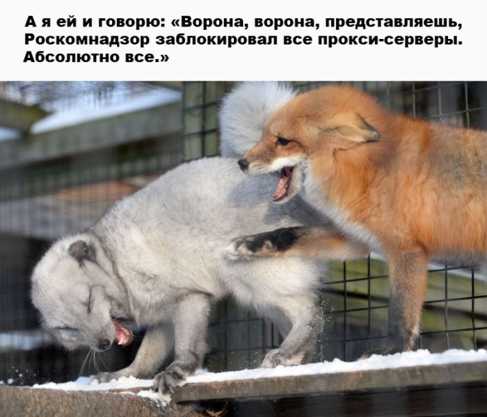 Готовьтесь к взрыву смеха! Свежие мемы на выходные которые, настроение, минут, выходные, подписями, стоит, другие, ситуацииФилософские, короткие, ёмкие, фразы, заставляют, одновременно, выходных, смеяться, задуматьсяПочему, посмотретьЭти, мемызаряжают, позитивом, смеха