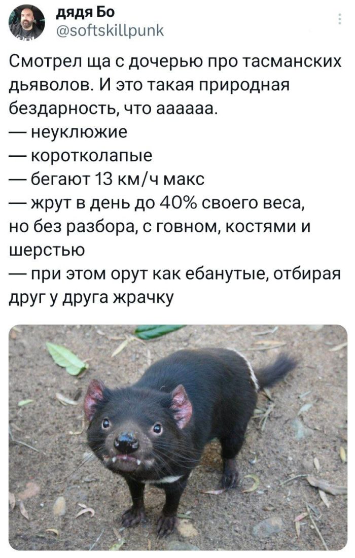 картинка 7e62a7dcfd svezhie shutki iz interneta prjamo v memah i kommentarijah 12