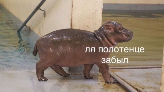 картинка a923a47271 dlja cenitelej chernogo jumora porcija memov s pikantnoj ostrotoj 5