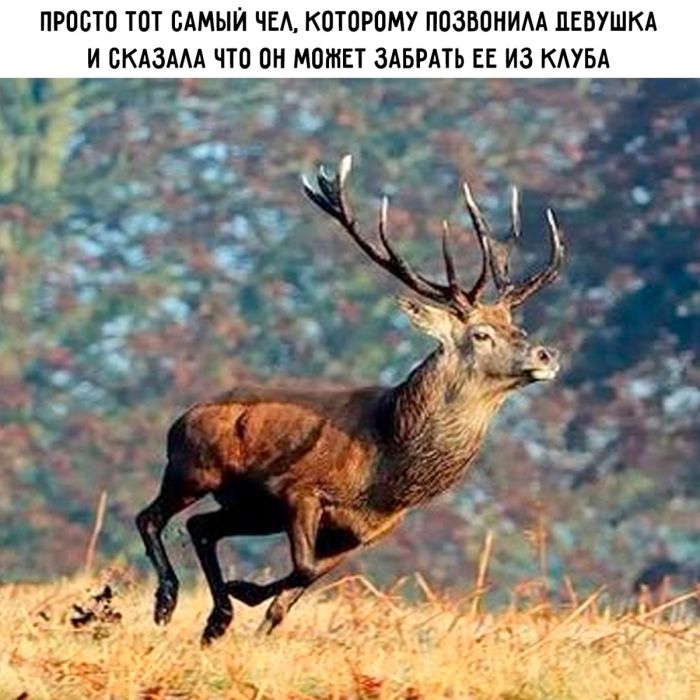 картинка b654c7ad10 chernyj jumor dlja nastroenija 14