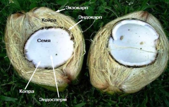 картинка c23a6cdb15 kokos jeto ne oreh 3