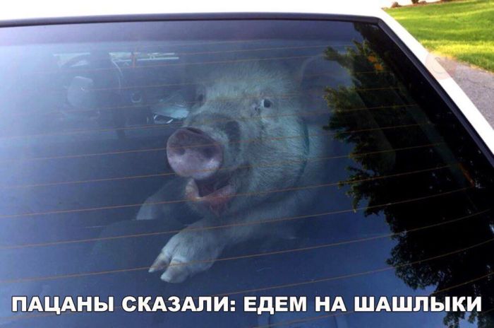 картинка c60af258e2 1778646912