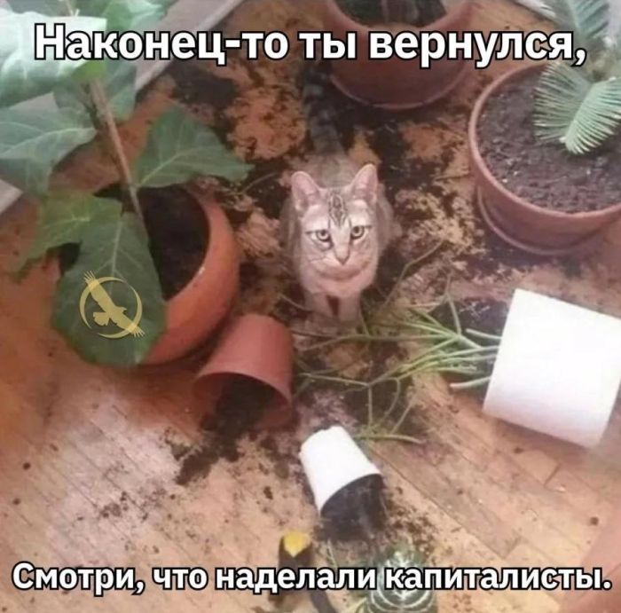 картинка e977caae16 0000000000