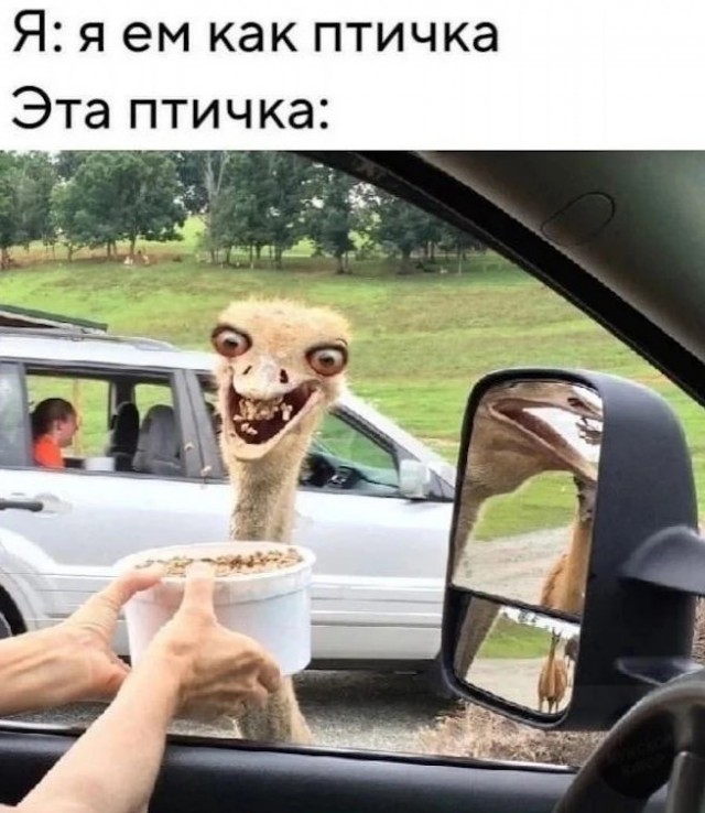 картинка 035bc1fea6 21060887