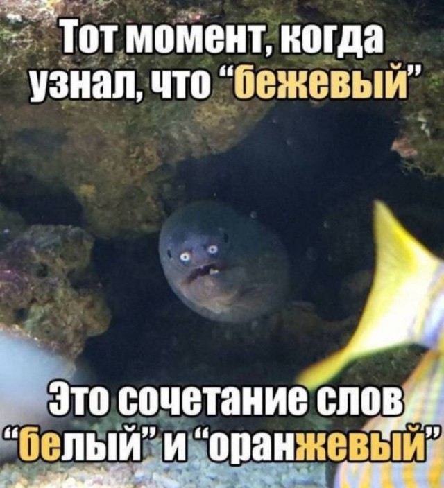 картинка 039436043a 21000817