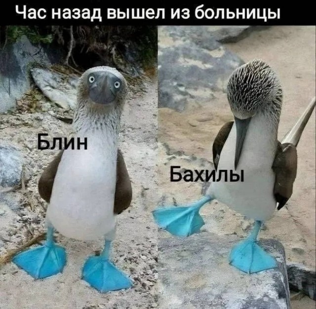 картинка 08e55fe8a5 21031329