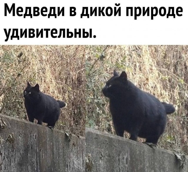 картинка 1d1ca5c68f 21001374