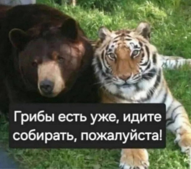 картинка 3639bb874b 21083686