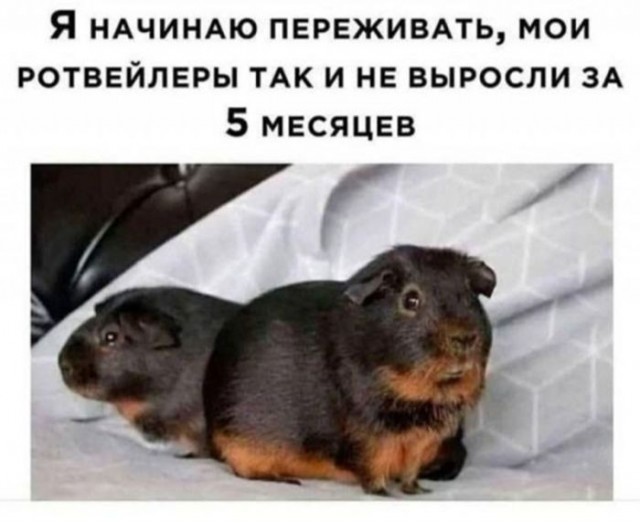 Забудьте о скуке! Новый сборник отборных мемов и картинок с надписями уже здесь, чтобы поднять вам настроение до небес! просто, которые, позитива, сборник, Устали, улучшает, получить, способ, идеальный, жизнь, делает, самочувствие, снимает, стресс, время, лекарство, лучшее, посмотретьПотому, стоит, Почему