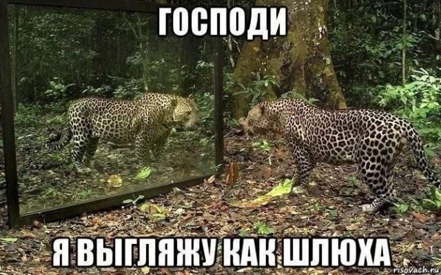 картинка 3c43449792 21033081
