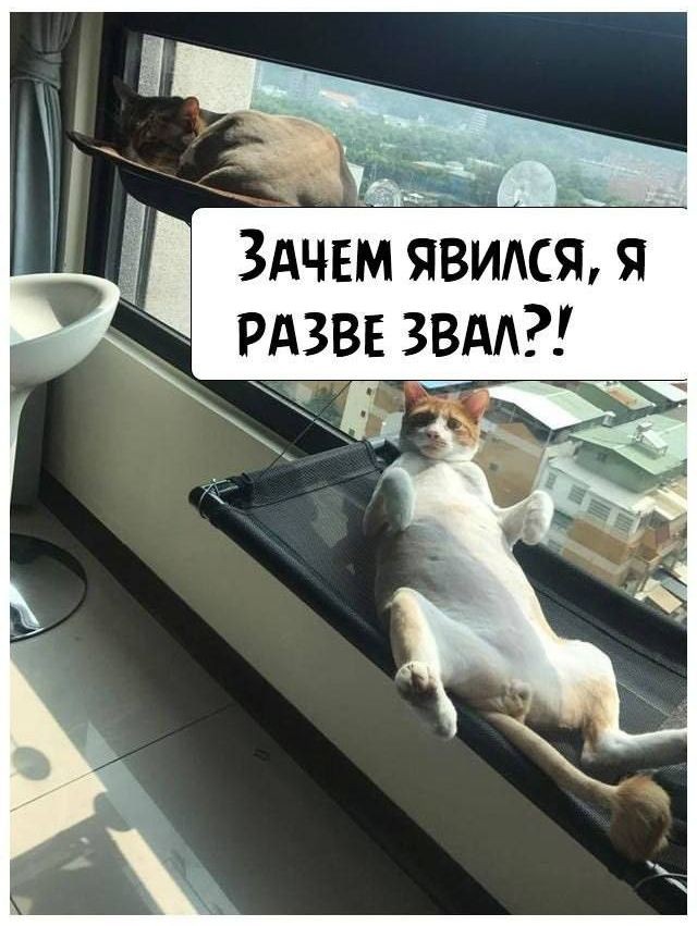 Поднимаем настроение: порция юмора, чтобы день стал чуточку светлее 😄 сейчас, собрали, появилась, улыбка, чтобы, картинок, забавных, мемов, шуток, свежих, адресу, хочется, точно, «срочно», «надо», забыть, минут, забот, отвлечься, выдохнуть