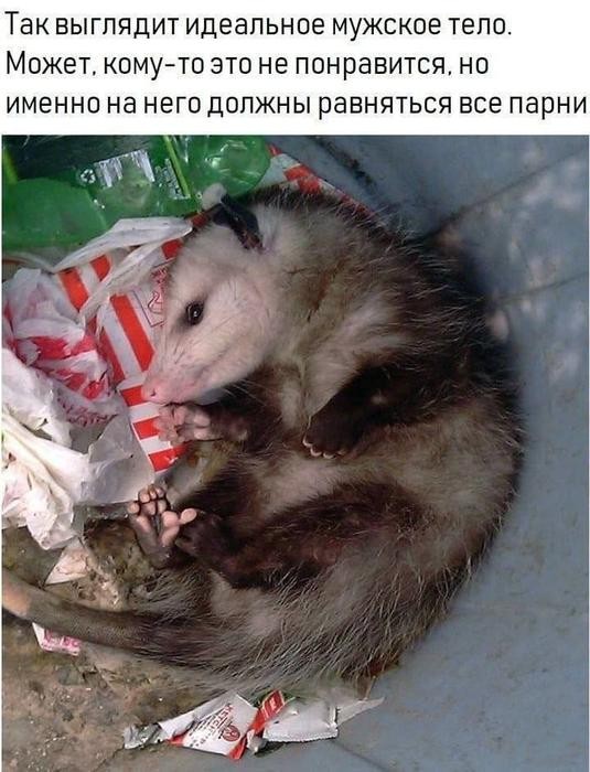 картинка 508523cf4d 21038563