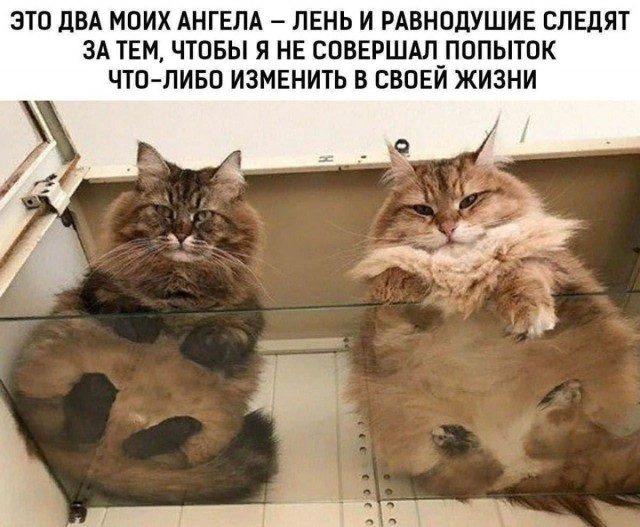 картинка 5b0e2b19c8 21045787