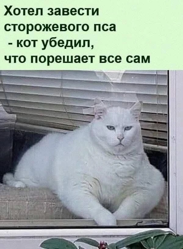 картинка 5bb4711609 novyj sbornik memov zarjad pozitiva na ves den 1