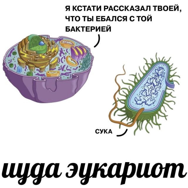 картинка 5d8a82c56a 21017130