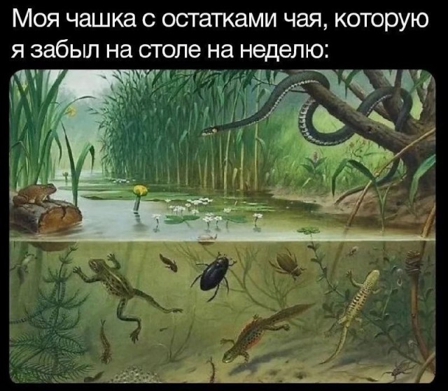 картинка 607c27d29f 21001360