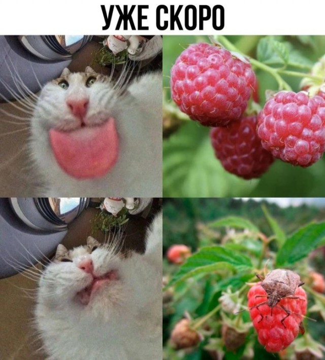 картинка 6130ff2c20 21045458