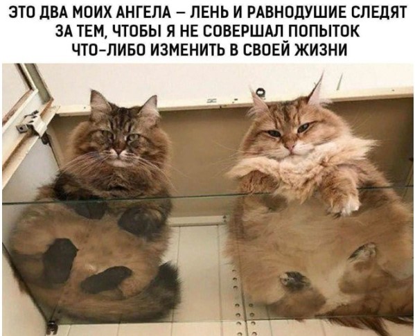 картинка 7dc3d143b2 21031878