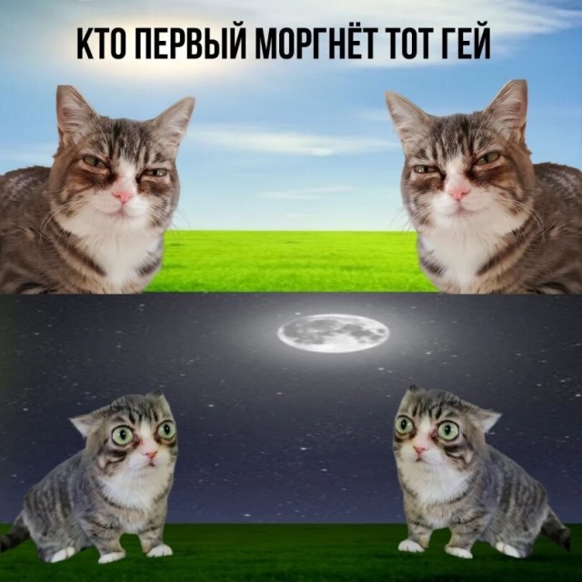 картинка 911e5b48a6 21032399