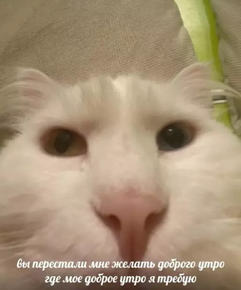 картинка 9185d0d90c 21044151