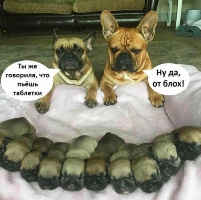 картинка 9b32853e4e 21018838