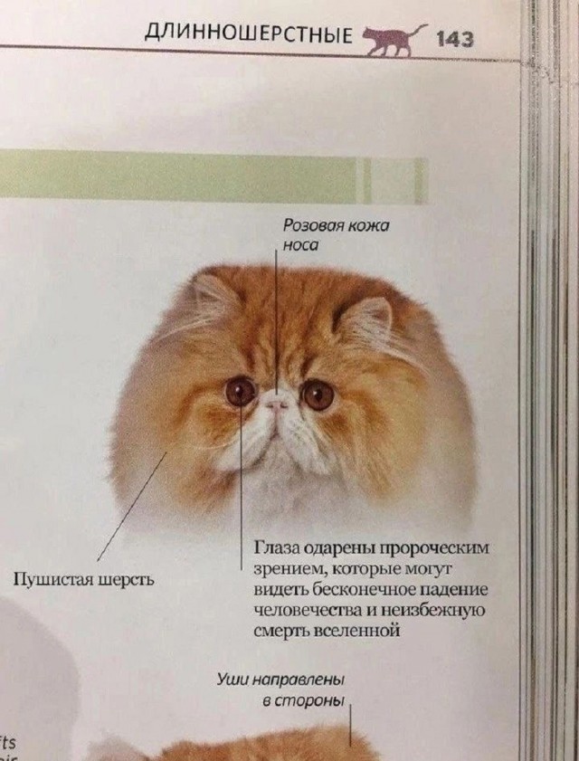 картинка 9b4c6db2d5 20998885