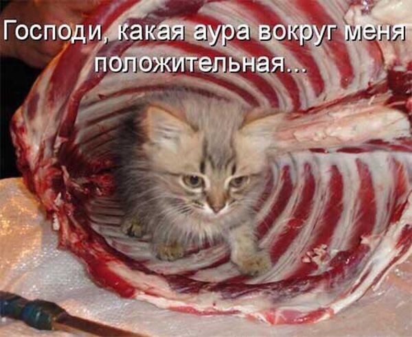 картинка 9d85946e45 21002160