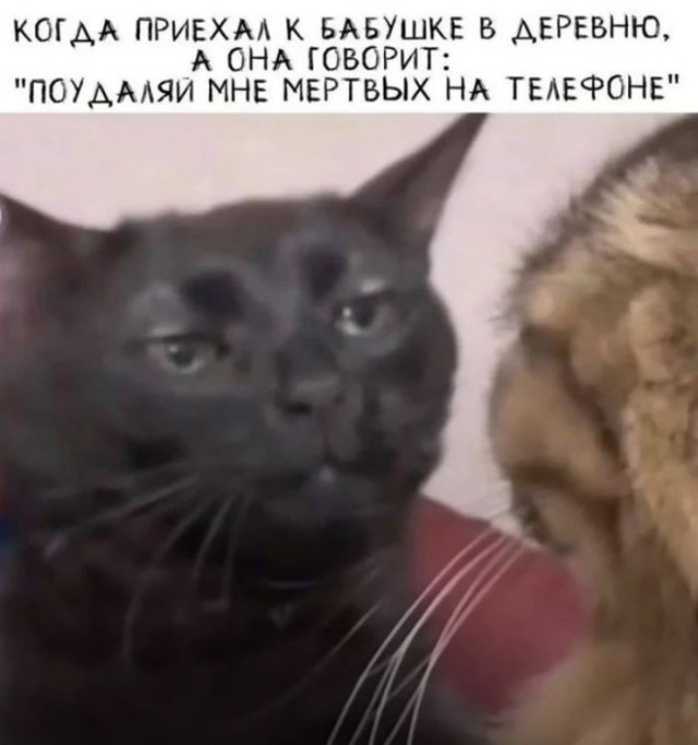 картинка 9e3a03c553 21031161