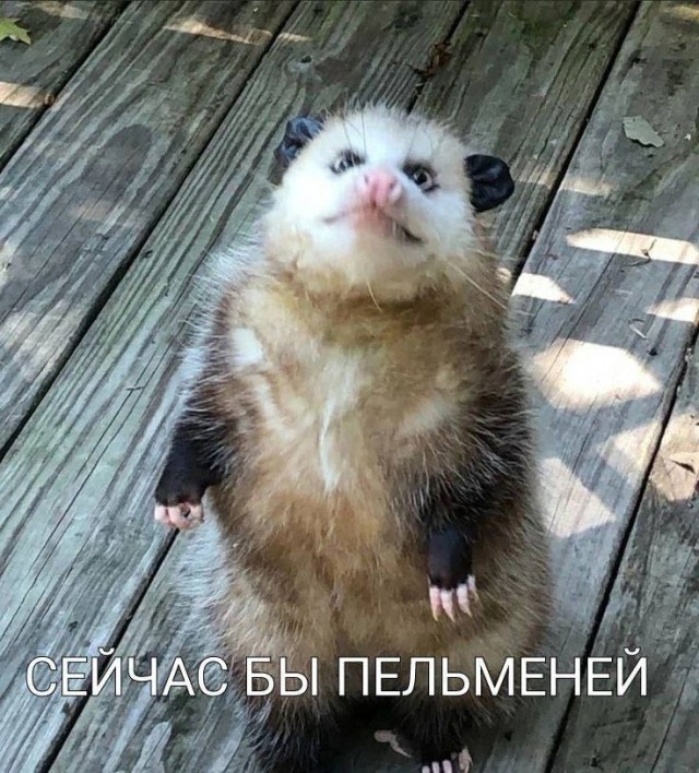 картинка a426d36968 21032004