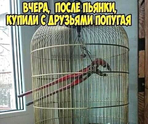 картинка bb0c1851b3 000000000