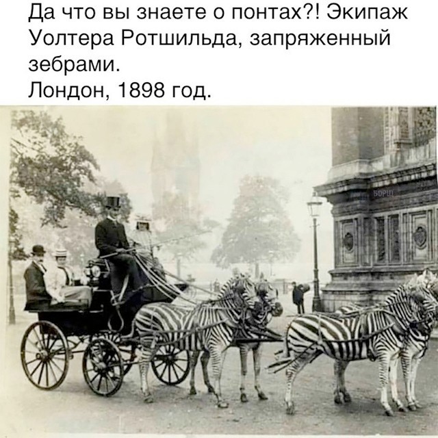 картинка be7cd4e740 21038512