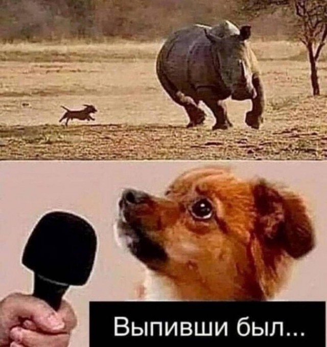 картинка c03656c83f 21083701