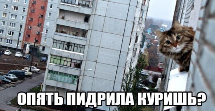 картинка c1f16f872a esli ty cenish jumor s ostrym chernym ottenkom tot tebe sjuda 21