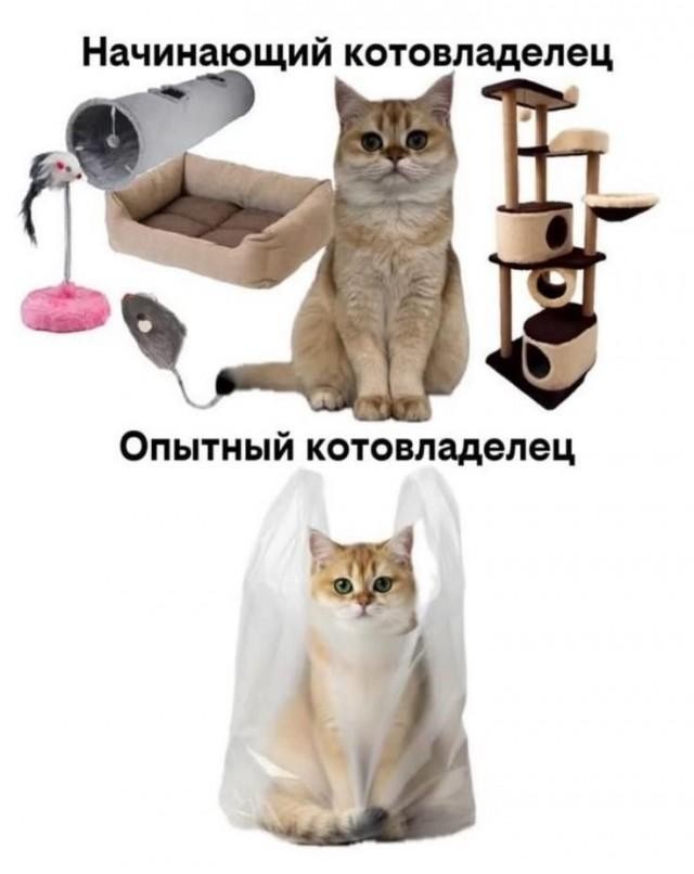 картинка c38f2783e7 21019111
