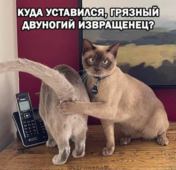 картинка c6b2d0d05e 21044136