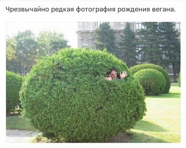 картинка cec3d296ee 21001438