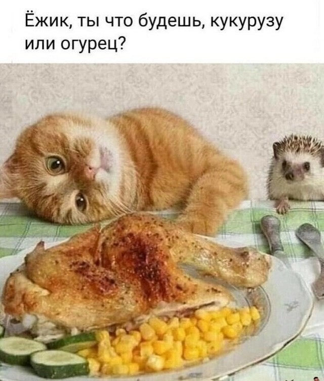 картинка df165849f4 21057414