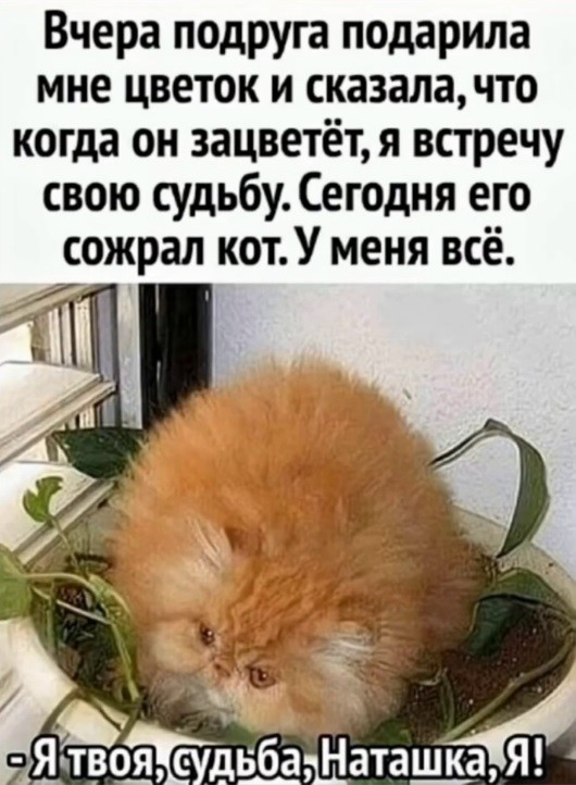 картинка f13da72f01 21061132