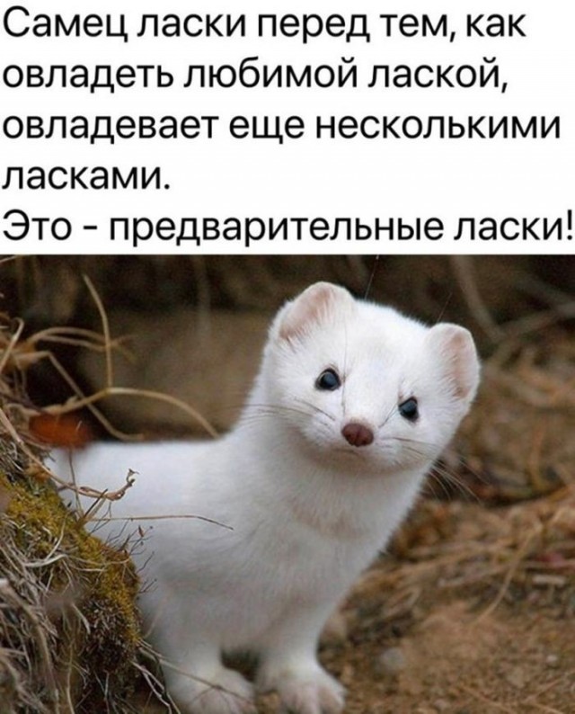 картинка f13e0e029f 21031198