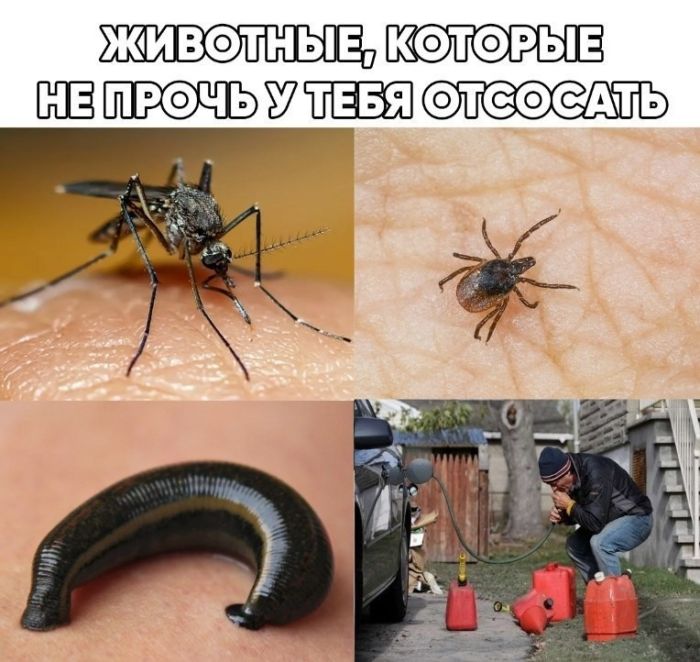 картинка 13ffd5e09f 21038593
