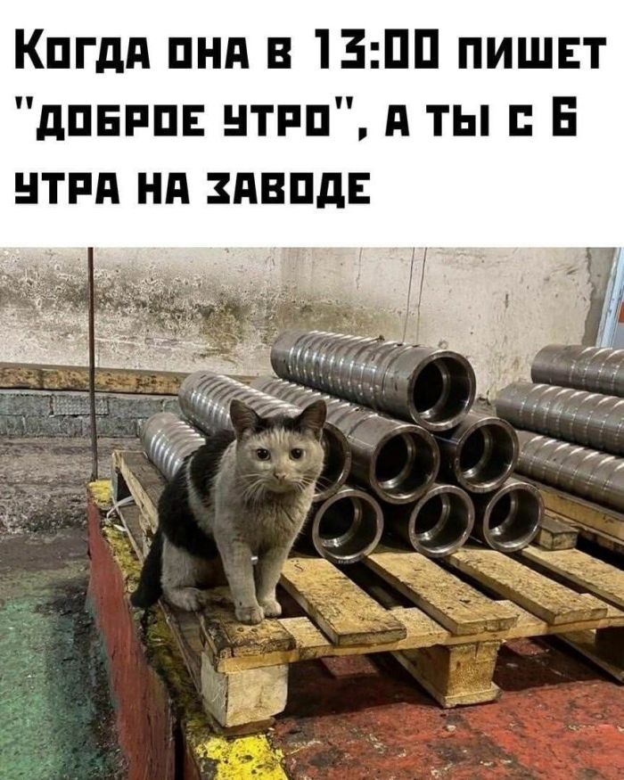 картинка 169100d69e svezhaja porcija smeha iz seti memy i kommentarii kotorye tochno podnimut nastroenie 9
