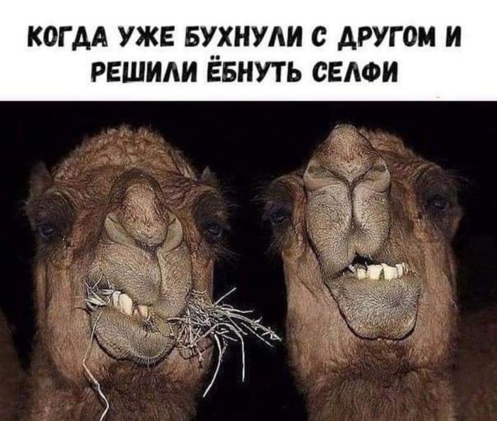 картинка 2a63ac601a ulybka garantirovana novyj sbornik samyh smeshnyh memov uzhe zdes 13