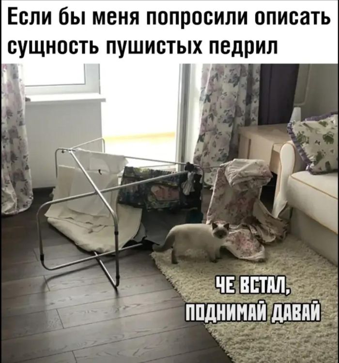 картинка 4924323eb5 sbornik pozitiva k seredine nedeli lovi dozu horoshego nastroenija dlja malenkoj pjatnicy 1