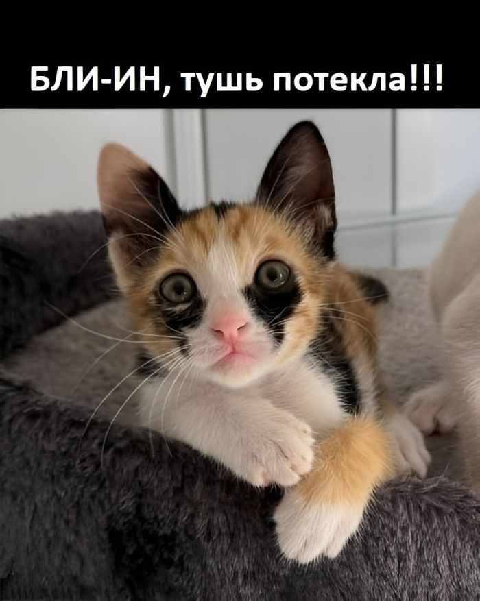 картинка 57d7777b17 00000