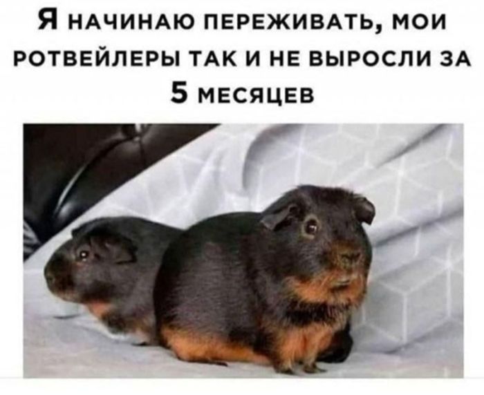 картинка 683a354a2d chernyj jumor kogda smeh skvoz slezy jeto norma 6