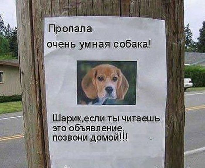 картинка 845d9262d7 vnimanie ceniteli ostrogo slovca 33