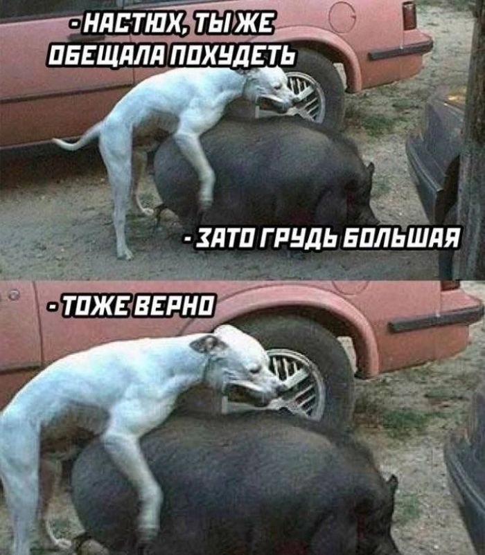 картинка 868e9d063d tolko dlja svoih sbornik chernogo jumora kotoryj pojmut ne vse 24
